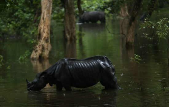 Tales from Rhino Land