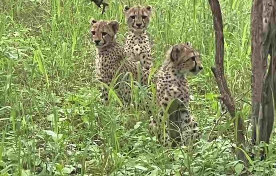 Cheetah The Indian Dynasty