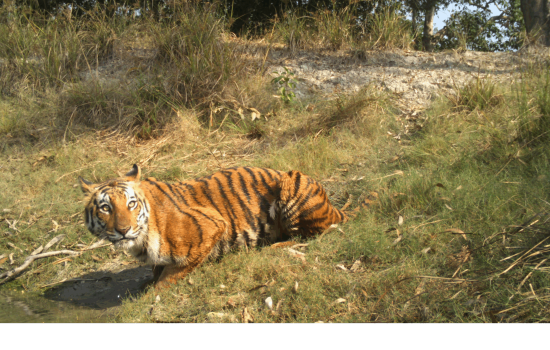 Decoding the Man-eaters of Sundarbans