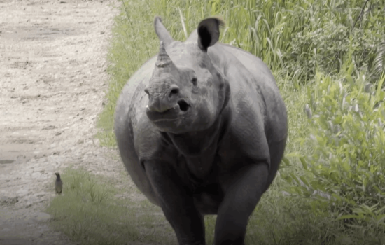 How the Rhino Got the Temper