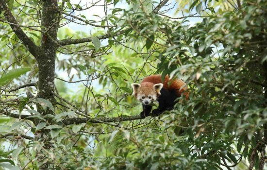 The Panda School (2)